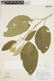 Solanum erianthum image