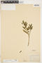 Solanum pseudocapsicum image