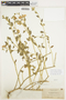 Solanum umbelliferum Eschsch., U.S.A., A. A. Heller 8889, F