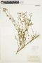 Solanum umbelliferum Eschsch., U.S.A., H. M. Hall 2929, F