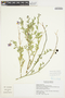 Solanum umbelliferum Eschsch., U.S.A., L. R. Landrum 9415a, F
