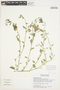 Solanum umbelliferum Eschsch., U.S.A., L. R. Landrum 9436, F