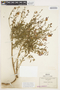 Solanum umbelliferum Eschsch., U.S.A., C. G. Pringle, F