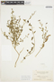 Solanum umbelliferum Eschsch., U.S.A., L. R. Abrams 3362, F
