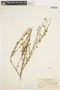 Solanum umbelliferum Eschsch., U.S.A., L. R. Abrams 12380, F