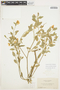 Solanum umbelliferum Eschsch., U.S.A., A. A. Heller 5455, F