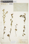Solanum umbelliferum Eschsch., U.S.A., J. T. Rothrock, F