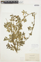 Solanum umbelliferum Eschsch., U.S.A., A. A. Heller 5076, F
