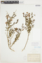 Solanum umbelliferum Eschsch., U.S.A., C. R. Orcutt, F