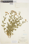 Solanum umbelliferum Eschsch., U.S.A., C. C. Epling, F