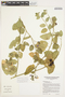 Solanum umbelliferum Eschsch., U.S.A., T. S. Ross 7352, F