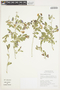 Solanum umbelliferum Eschsch., U.S.A., R. H. Halse 8136, F