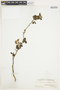 Solanum umbelliferum Eschsch., U.S.A., Hur. H. Smith 4452, F