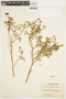 Solanum umbelliferum Eschsch., U.S.A., I. W. Clokey 6877, F