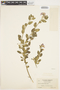 Solanum umbelliferum Eschsch., U.S.A., L. R. Abrams 5073, F