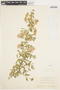 Solanum umbelliferum Eschsch., U.S.A., J. T. Howell 5951, F