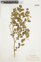 Solanum umbelliferum Eschsch., U.S.A., C. F. Baker 273, F