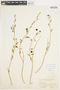 Solanum umbelliferum Eschsch., U.S.A., A. Eastwood 15365, F