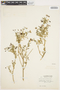 Solanum umbelliferum Eschsch., U.S.A., I. W. Clokey 6877, F