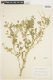 Solanum umbelliferum Eschsch., U.S.A., L. S. Rose 36061, F