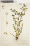 Solanum umbelliferum Eschsch., U.S.A., H. M. Evans, F