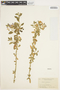 Solanum umbelliferum Eschsch., U.S.A., A. Eastwood 1923, F