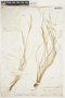 Puccinellia arctica image