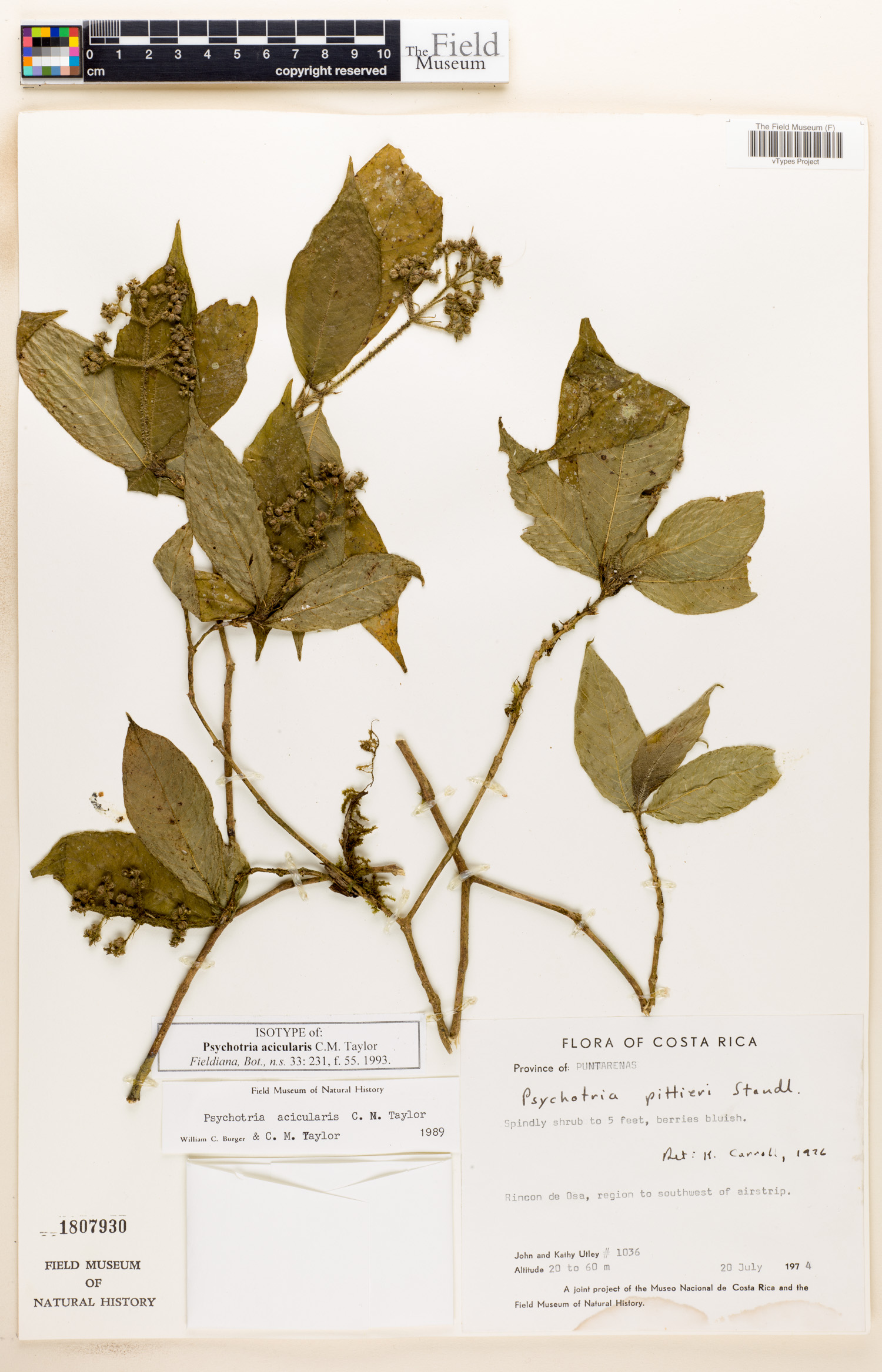 Psychotria acicularis image