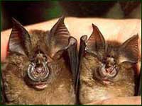 Two simiar species of Rhinolophus captured in 2001 in Kalinga Province, northern Luzon.  