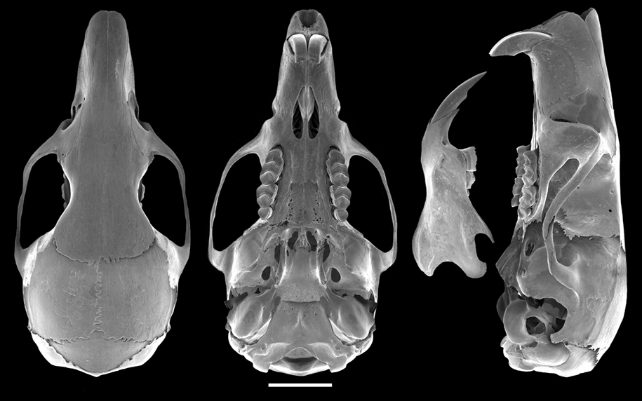 Apomys sierrae skull photo | Philippines | The Field Museum