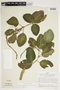 Fittonia albivenis (Lindl. ex Veitch) Brummitt, Peru, J. Schunke Vigo 4697, F