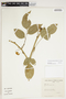 Trischidium alternum (Benth.) H. E. Ireland, BRAZIL, F