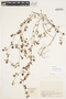 Trifolium campestre Schreb., COLOMBIA, F