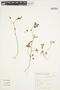 Trifolium campestre Schreb., BRAZIL, F