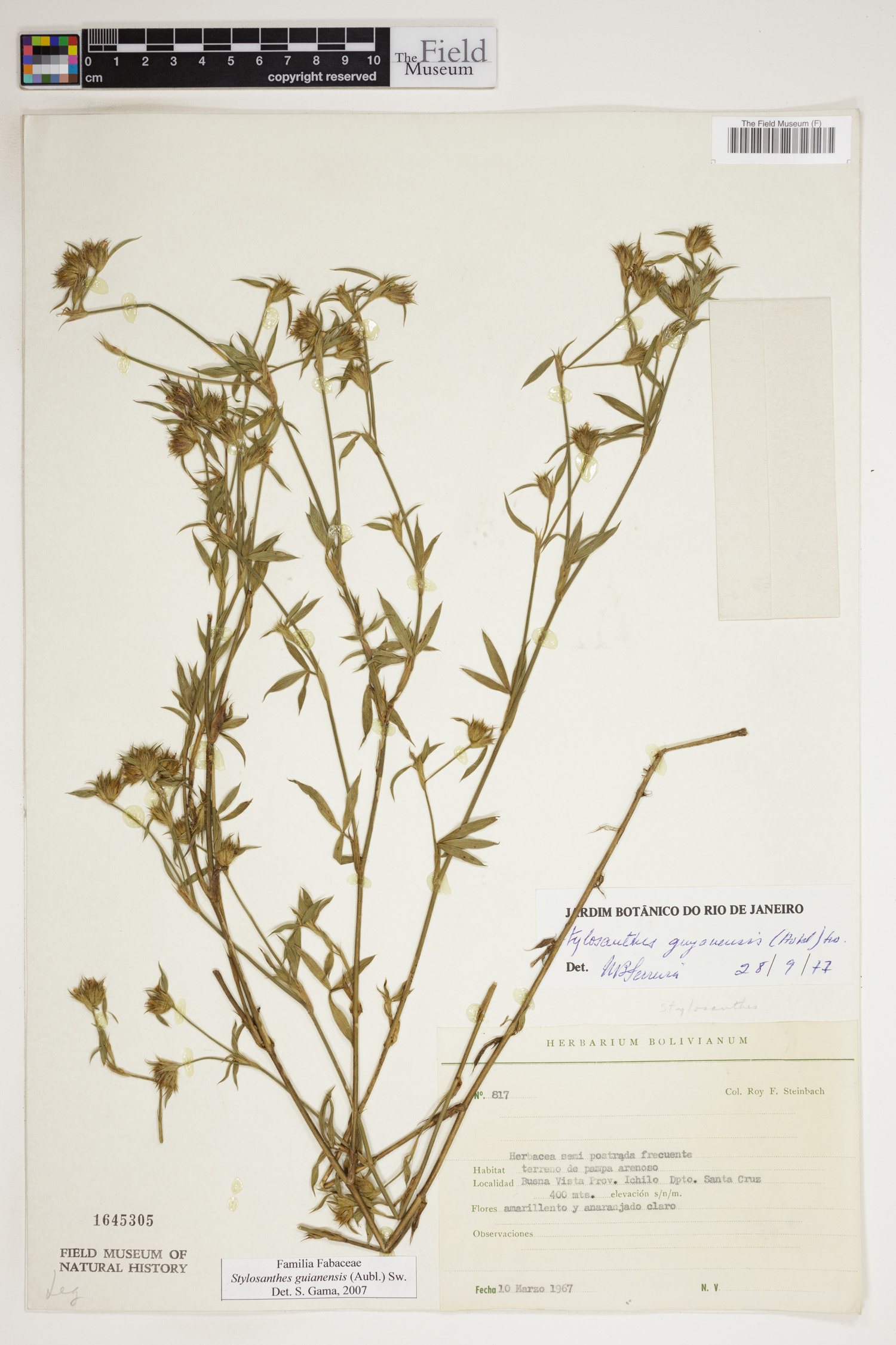 R. F. Steinbach | Botanical Collections