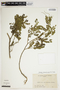 Sophora fernandeziana (Phil.) Skottsb., F