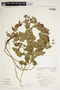 Rhynchosia diversifolia Micheli var. diversifolia, BRAZIL, F
