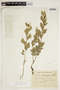 Rhynchosia diversifolia Micheli var. diversifolia, ARGENTINA, F