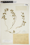 Rhynchosia senna Gillies ex Hook. & Arn., URUGUAY, F