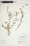 Rhynchosia senna var. angustifolia (A. Gray) Grear, URUGUAY, F