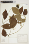 Rhynchosia reticulata (Sw.) DC., F
