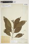 Aphelandra glabrata Willd. ex Nees, Peru, Ll. Williams 5756, F