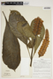 Aphelandra latibracteata Wassh., Peru, J. Schunke Vigo 2863, F