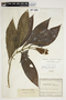 Aphelandra macrophylla Leonard, Colombia, J. Cuatrecasas 9052, F
