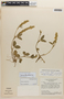 Zornia reticulata Sm., BRAZIL, F