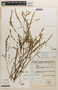 Zornia latifolia Sm., BRAZIL, F
