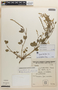 Zornia latifolia Sm., BRAZIL, F
