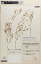 Zornia leptophylla (Benth.) Pittier, BRAZIL, F