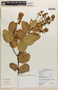 Zollernia kanukuensis R. S. Cowan, GUYANA, F