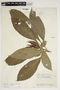 Aphelandra pulcherrima (Jacq.) Kunth, Venezuela, J. A. Steyermark 61147, F